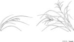 日本线描植物花卉矢量素材