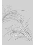 日本线描植物花卉矢量素材