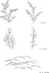 日本线描植物花卉矢量素材