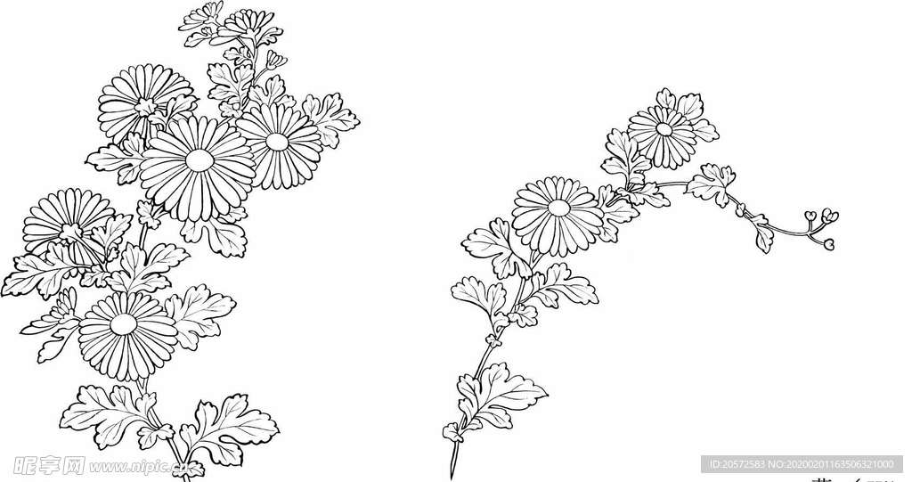 日本线描植物花卉矢量素材