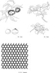 日本线描植物花卉矢量素材