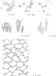 日本线描植物花卉矢量素材