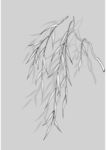 日本线描植物花卉矢量素材