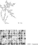 日本线描植物花卉矢量素材