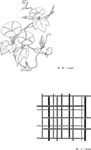 日本线描植物花卉矢量素材