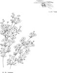 日本线描植物花卉矢量素材