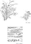 日本线描植物花卉矢量素材