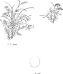 日本线描植物花卉矢量素材
