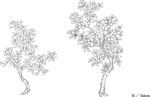 日本线描植物花卉矢量素材