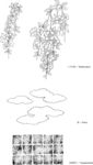 日本线描植物花卉矢量素材