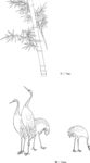 日本线描植物花卉矢量素材
