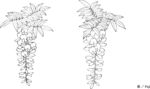 日本线描植物花卉矢量素材