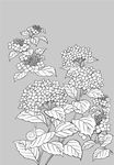 日本线描植物花卉矢量素材