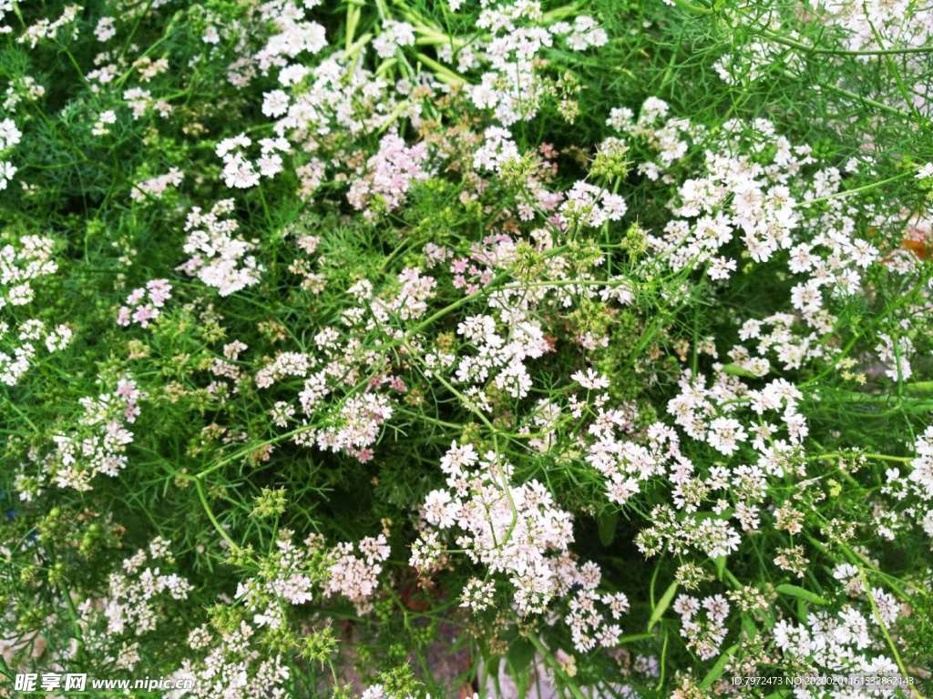 白花
