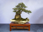 观赏植物造型