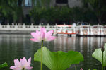 荷花池