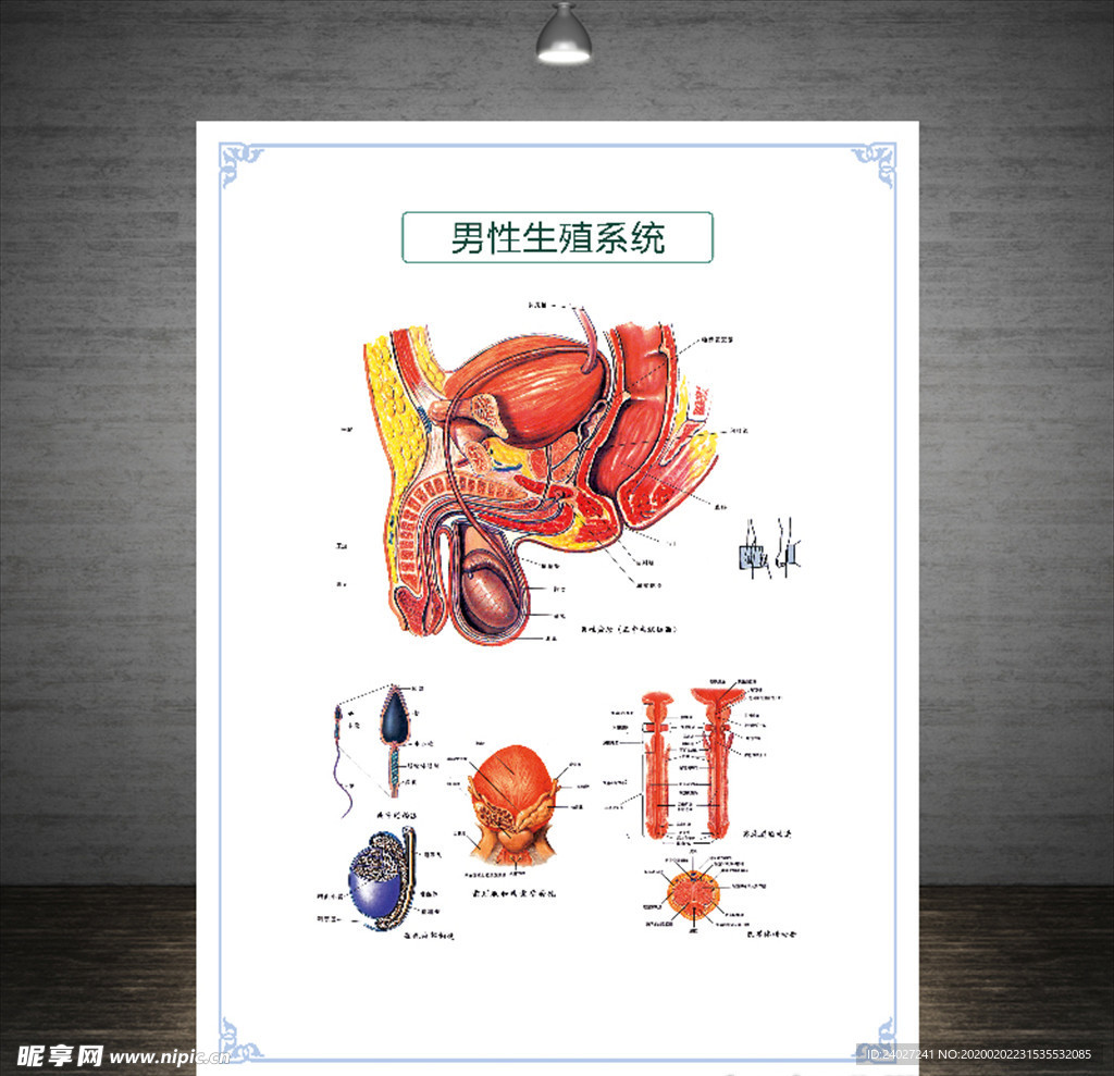 男性生殖