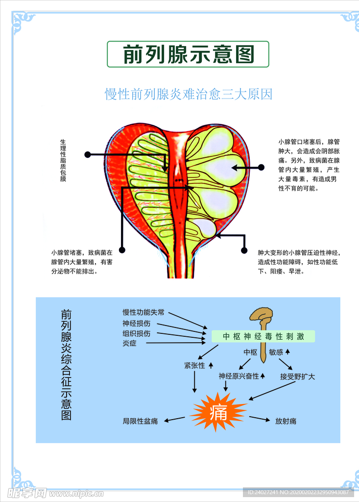 前列腺