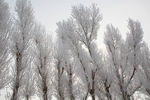 雪