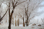 雪林