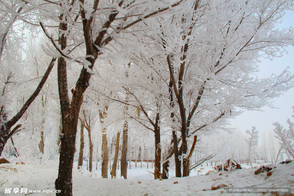 雪林