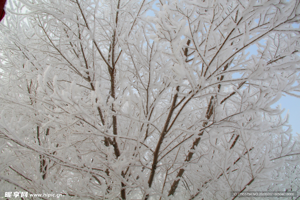 冬雪闹春