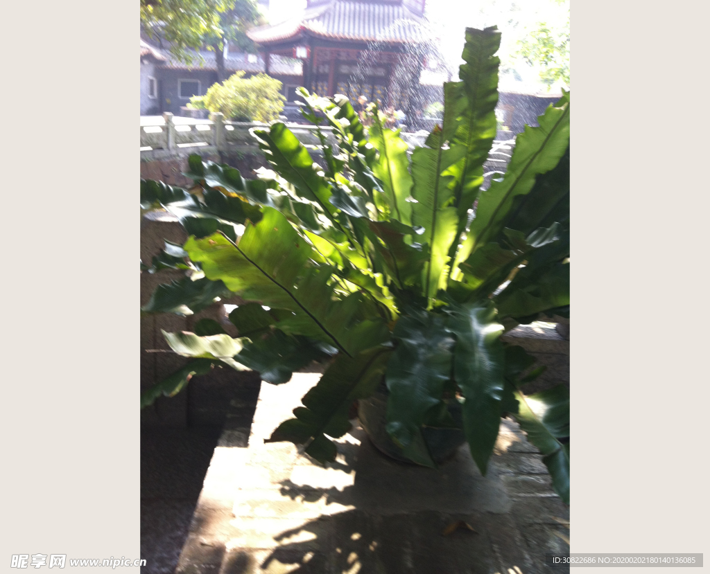 绿色小植物