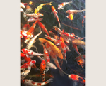锦鲤