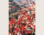 锦鲤