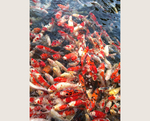 锦鲤