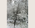雪树