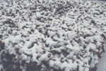 雪