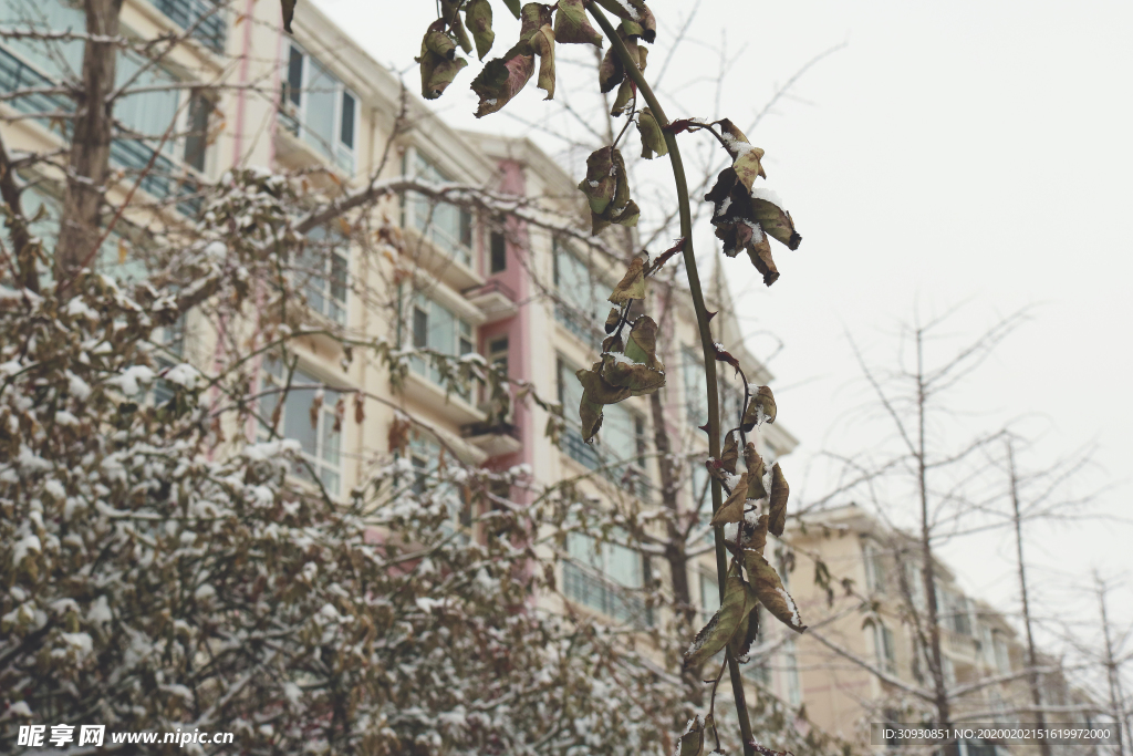 雪景