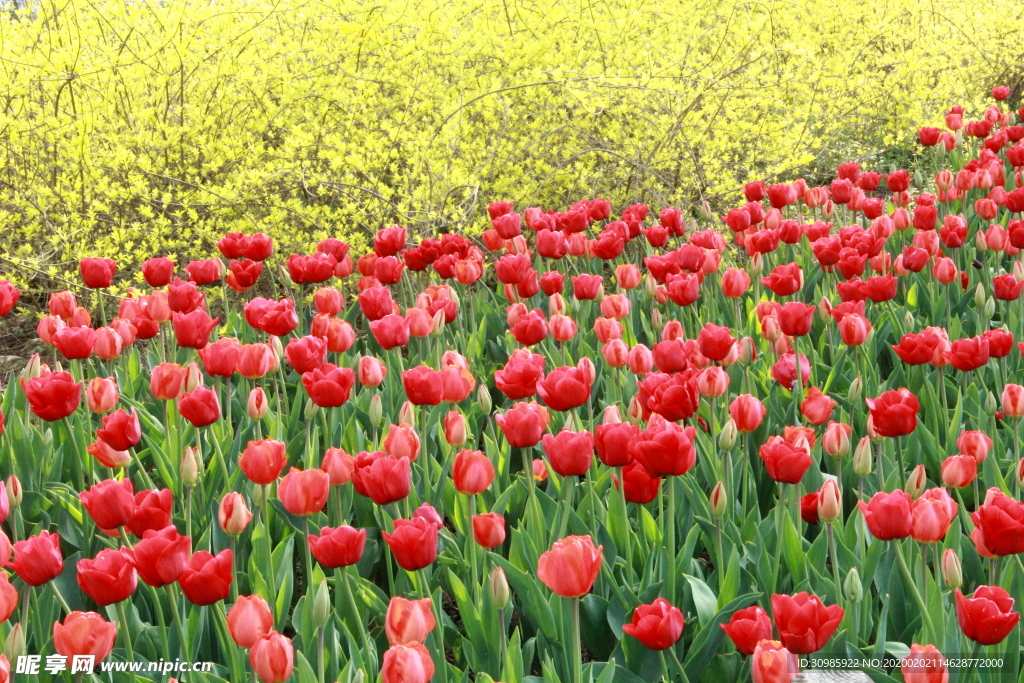 一片红花郁金香花海