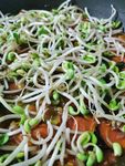 绿豆芽