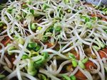 豆芽