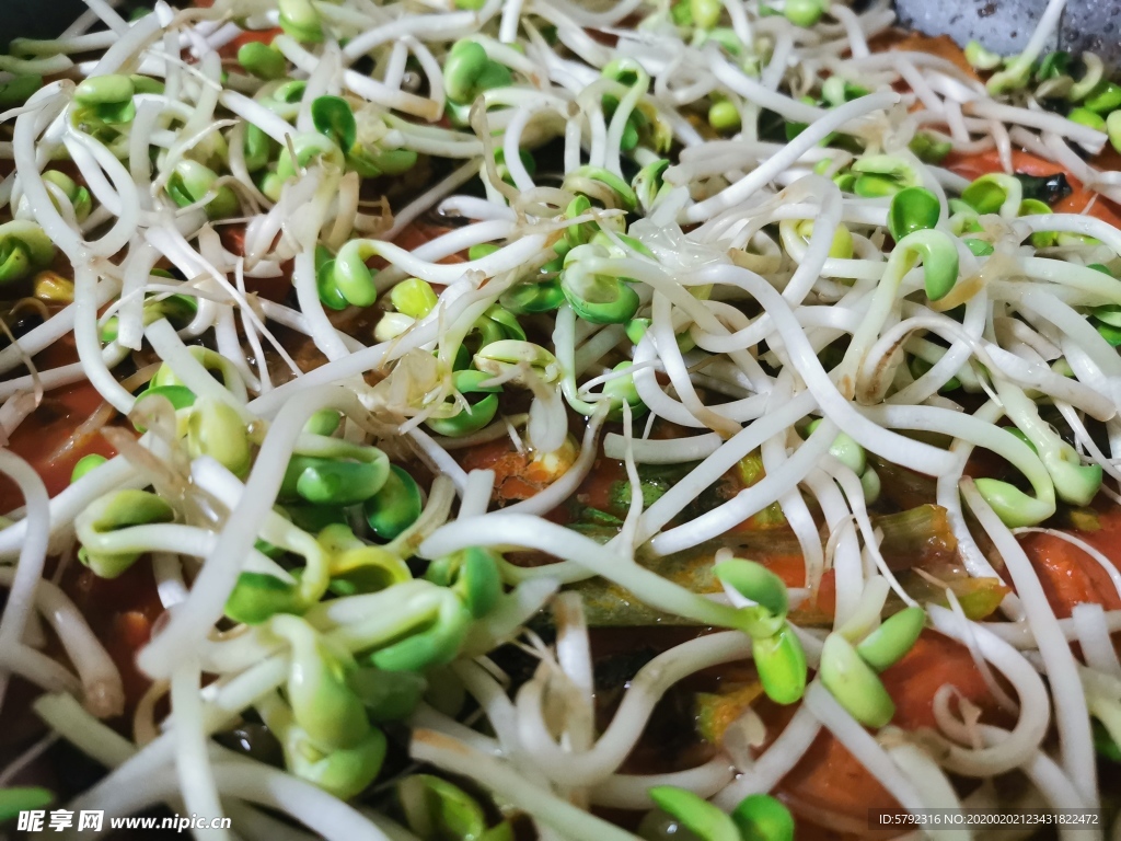 豆芽