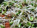豆芽