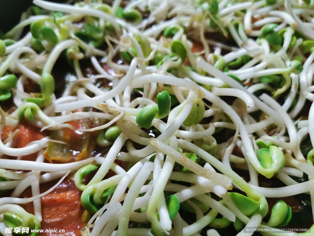 豆芽