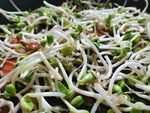 豆芽
