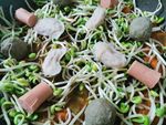 火锅饺子