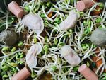 火锅食材