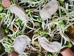 火锅饺子