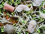 豆芽
