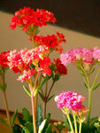 长寿花