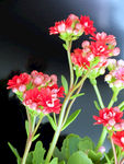 长寿花