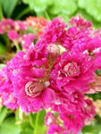 长寿花