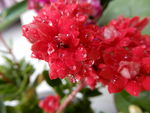 长寿花