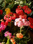 长寿花