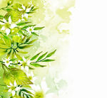 水彩绘绿色树叶白色花卉